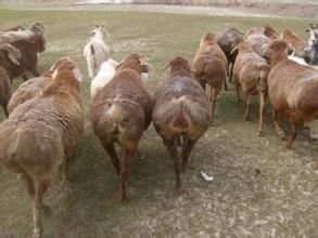 麻扎種羊場 麻扎種羊場