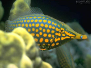 橫帶扁背魨 橫帶扁背魨