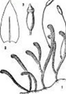 心葉松羅蘚 心葉松羅蘚