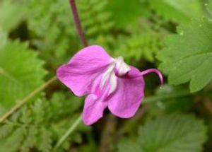 長舟馬先蒿 長舟馬先蒿