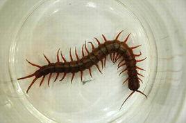 百足之蟲死而不僵 百足之蟲死而不僵