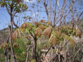 趙八洞香椿 趙八洞香椿