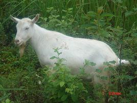 馬頭山羊 馬頭山羊