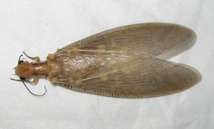 花邊星齒蛉 花邊星齒蛉