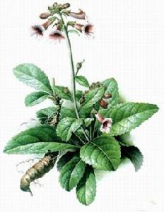 野生地黃 野生地黃