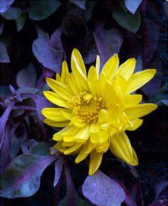 小葉垂頭菊 小葉垂頭菊