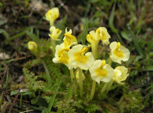 細瘦馬先蒿 細瘦馬先蒿