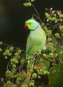 紅領綠鸚鵡
