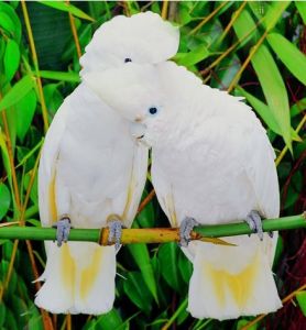 杜柯波氏鳳頭鸚鵡