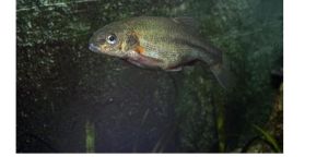 亞利桑那大麻哈魚 亞利桑那大麻哈魚