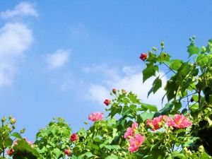 和陳述古拒霜花 和陳述古拒霜花