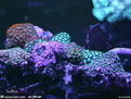 黃紐扣珊瑚