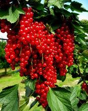 醋栗[醋栗科植物山麻子的果實]