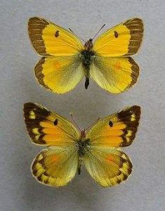 鎦金豆粉蝶 鎦金豆粉蝶