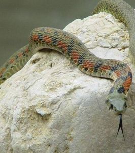 虎斑頸槽蛇大陸亞種