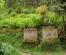 大溪灘窯址群 大溪灘窯址群