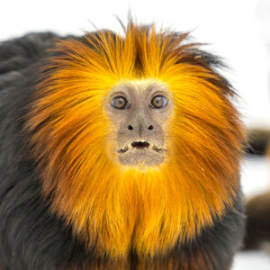 斯里蘭卡獅 斯里蘭卡獅