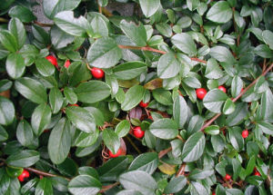 厚葉栒子 厚葉栒子