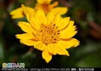 小甘菊組 小甘菊組