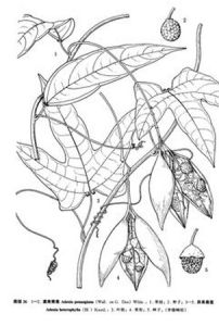 滇南蒴蓮 滇南蒴蓮