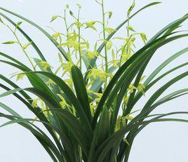 琥珀白墨墨蘭 琥珀白墨墨蘭