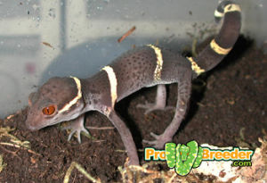 霸王嶺瞼虎 霸王嶺瞼虎