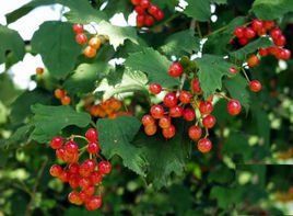 束果茶藨子 束果茶藨子