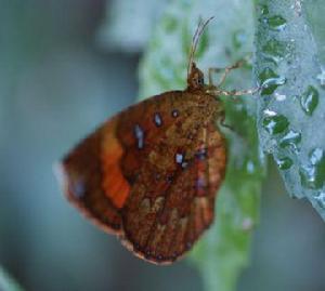 鱗翅目錨紋蛾科 鱗翅目錨紋蛾科