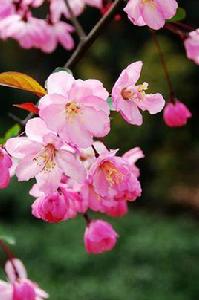 踏莎行·雨中觀海棠 踏莎行·雨中觀海棠