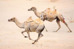 野駱駝半身脫毛照