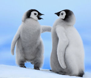 白鰭企鵝 白鰭企鵝