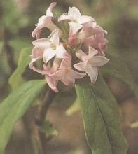 毛花瑞香屬 毛花瑞香屬