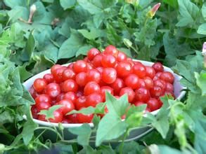 盤腺野櫻桃 盤腺野櫻桃