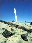 矽化木園 矽化木園