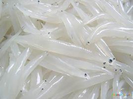太湖銀魚 太湖銀魚