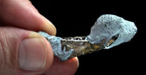 在智利安第斯山區發現的嚙齒類新屬種