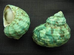 織錦芋螺 織錦芋螺