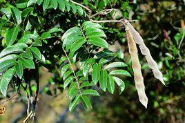 崖豆藤屬 崖豆藤屬