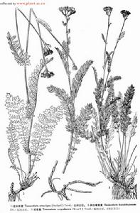 阿爾泰菊蒿 阿爾泰菊蒿