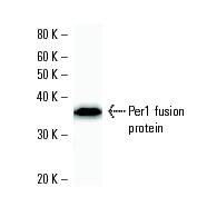 Per1基因蛋白片段
