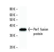 Per1基因蛋白片段