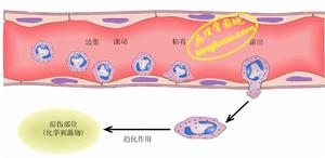 圖3 急性炎症時中性粒細胞的游出和聚集過程模式圖