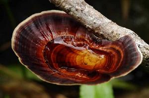 靈芝[多孔菌科真菌靈芝的子實體]