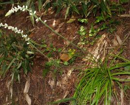 小肺筋草 小肺筋草