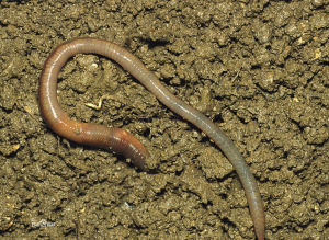 帛琉斯巨型蚯蚓