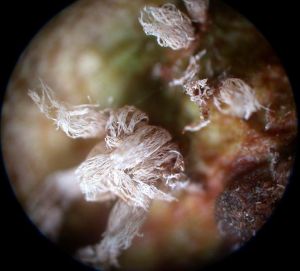 梨膠鏽菌 梨膠鏽菌