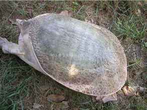 佛羅里達鱉 佛羅里達鱉