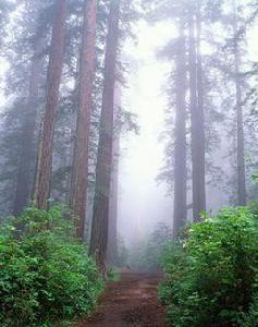 美國紅杉 美國紅杉