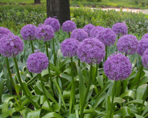 網球花屬 網球花屬