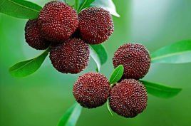 仙居楊梅 仙居楊梅